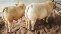 Carne do Purunã foi destaque na premiação do Orgulho da Terra