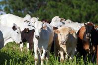 Boletim da Secretaria da Agricultura detalha impacto do El Niño na produção paranaense