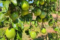 maracuja