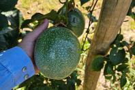 maracuja