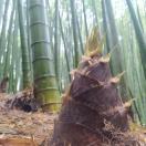 bambu