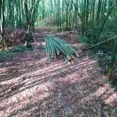 bambu