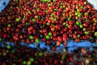 Paraná pode produzir até 750 mil sacas de café em 2024, aponta boletim
