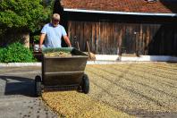 Paraná pode produzir até 750 mil sacas de café em 2024, aponta boletim