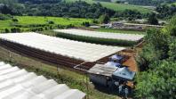 Propriedade de Apucarana vira referência na produção de tomate orgânico 