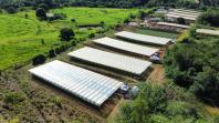 Propriedade de Apucarana vira referência na produção de tomate orgânico 