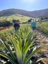 agricultura familiar