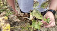 Feijão: mosca-branca causa prejuízos em Prudentópolis