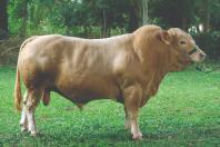purunã