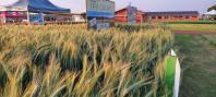 show rural