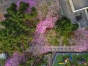 primavera