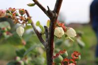 Curso ensina manejo de fruticultura de clima temperado
