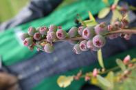 Curso ensina manejo de fruticultura de clima temperado