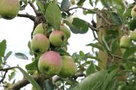 frutifica