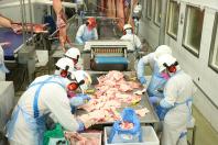 Indústrias de suínos do Paraná geraram mais de 4 mil novos empregos no ano passado