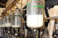Paraná lidera mercado de frangos no 3º trimestre; cresce a produção de leite, ovos e suínos
