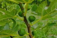 IDR-Paraná leva inovações na fruticultura para o Show Rural Coopavel 2025