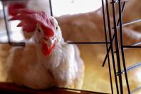 Decreto prorroga emergência zoossanitária para gripe aviária no Paraná