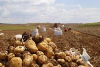 Boletim agropecuário mostra transição entre primeira e segunda safra de grãos e batata