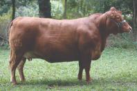 Purunã: gado paranaense é destaque no Show Rural