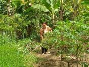 agroecologia