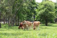 agroecologia