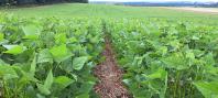 IDR-Paraná lança cultivar de feijão em Ponta Grossa