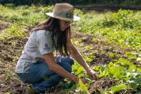 Estado compra R$ 130 milhões da agricultura familiar e distribui 19 mil toneladas de alimentos