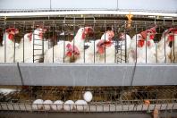 202 milhões de dúzias: produção de ovos para consumo cresce 5,7% no Paraná em 2024