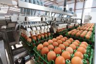 202 milhões de dúzias: produção de ovos para consumo cresce 5,7% no Paraná em 2024