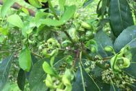 Cultivo de erva-mate do Paraná vira Patrimônio Agrícola Mundial das Nações Unidas