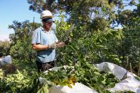 Cultivo de erva-mate do Paraná vira Patrimônio Agrícola Mundial das Nações Unidas