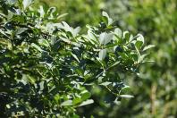 Cultivo de erva-mate do Paraná vira Patrimônio Agrícola Mundial das Nações Unidas