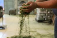 Cultivo de erva-mate do Paraná vira Patrimônio Agrícola Mundial das Nações Unidas