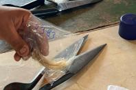Melhoramento genético da raça Purunã deve ampliar oferta e elevar qualidade da carne