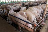 Paraná tem melhor semestre em exportações de suínos com embarque de 110,7 mil toneladas