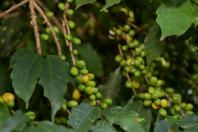 Valorização: café de Mandaguari conquista a 20ª Indicação Geográfica do Paraná