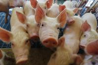Chile reconhece status sanitário do Paraná e produtores poderão vender carne ao país