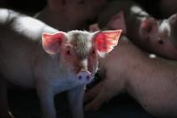 Chile reconhece status sanitário do Paraná e produtores poderão vender carne ao país