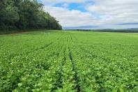Paraná confirma novo recorde e liderança nacional na produção de feijão: 865 mil toneladas