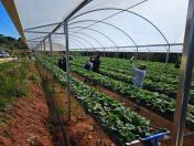 Treino-visita potencializa assistência a produtores de morango