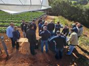 Treino-visita potencializa assistência a produtores de morango