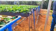 Treino-visita potencializa assistência a produtores de morango
