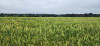 Chega ao mercado a cultivar de trigo IPR Batovi, do IDR-Paraná 