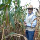 Controle da mancha-de-bipolaris será debatido durante Seminário Nacional de Milho Safrinha
