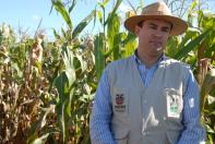 Controle da mancha-de-bipolaris será debatido durante Seminário Nacional de Milho Safrinha