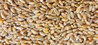 IDR-Paraná lança cultivar de trigo: IPR Batovi