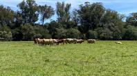 Integração lavoura-pecuária é destaque da II Mostra Tecnológica Fazenda-Modelo, em Ponta Grossa