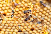 Paraná detém 14,6% da produção nacional de mel e se torna líder do setor no País