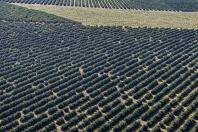 Paraná é o estado que mais destinou recursos para a agricultura em 2025
